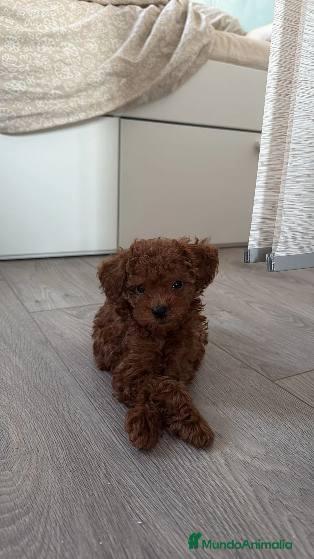 Caniche Toy perros en venta: Cachorros de Caniche Toy rojo pimentón - Anuncio 1