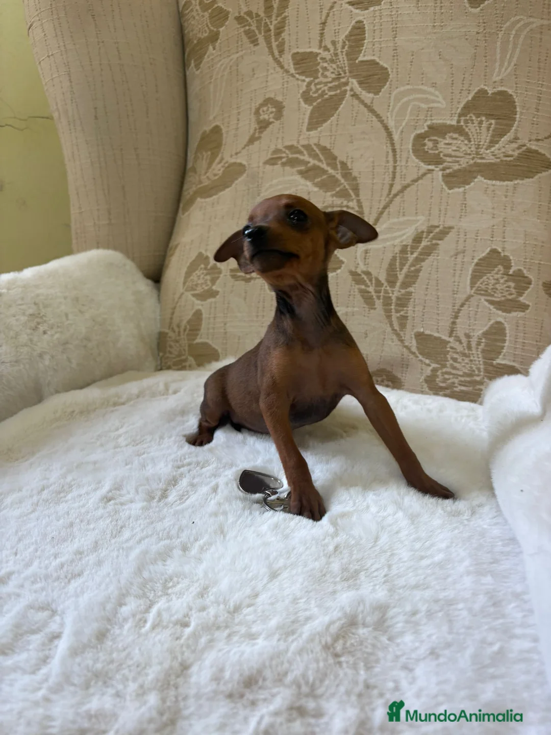 Pinscher Miniatura perros en venta: Pinscher Miniatura cachorro hembra  - Anuncio 13