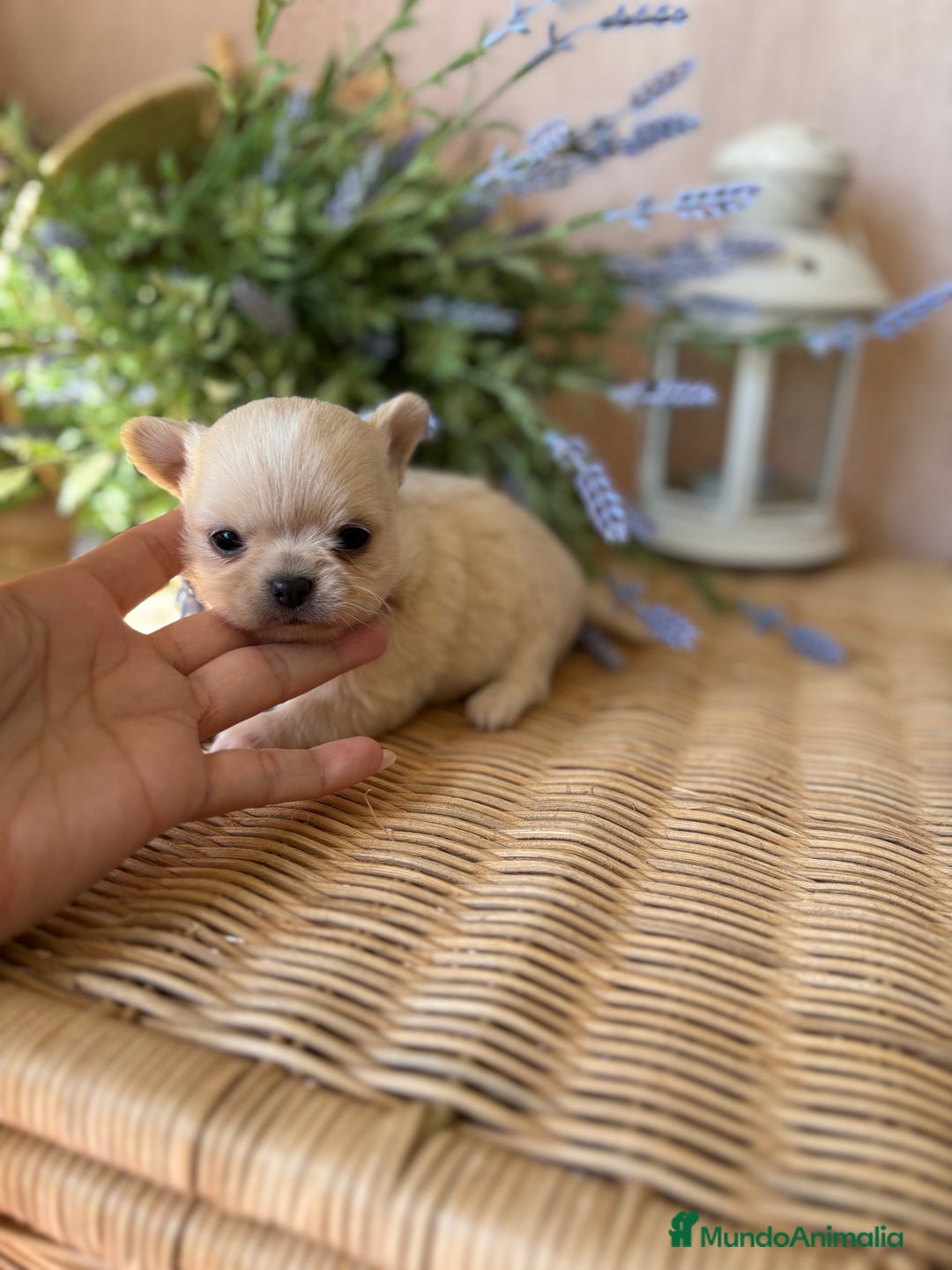 Chihuahua perros en venta: Chihuahua cabeza manzana toy.  - Imagen 6
