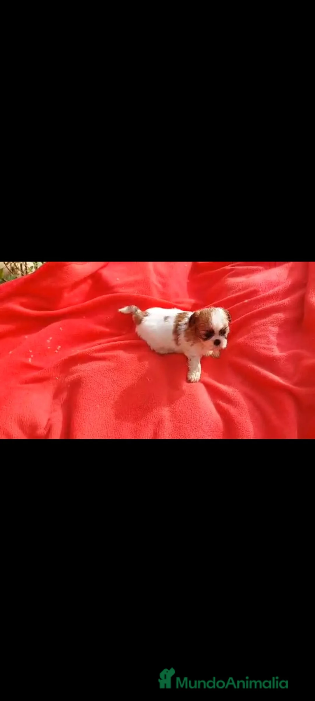 Shih Tzu perros en venta: SHIH TZU MACHO EXCLUSIVO  - Anuncio 2