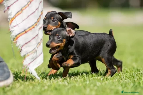 Pinscher Miniatura perros Pinscher puppy - Anuncio 2