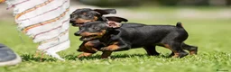 Pinscher Miniatura perros en venta: Pinscher puppy - Anuncio 2