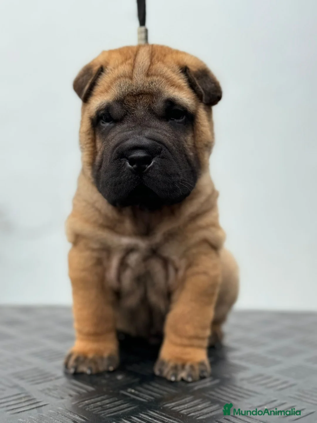 Shar Pei perros en venta: LOS BEBES SHAR PEI MAS BONITOS en Málaga - Anuncio 7