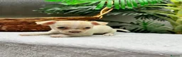 Chihuahua perros en venta:  CAMADA DE CHIHUAHUA – BLANCOS Y CANELA  - Anuncio 20