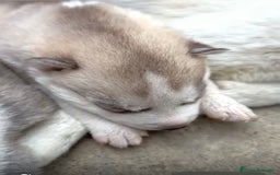Husky Siberiano perros en venta: HUSKY  - Imagen 4