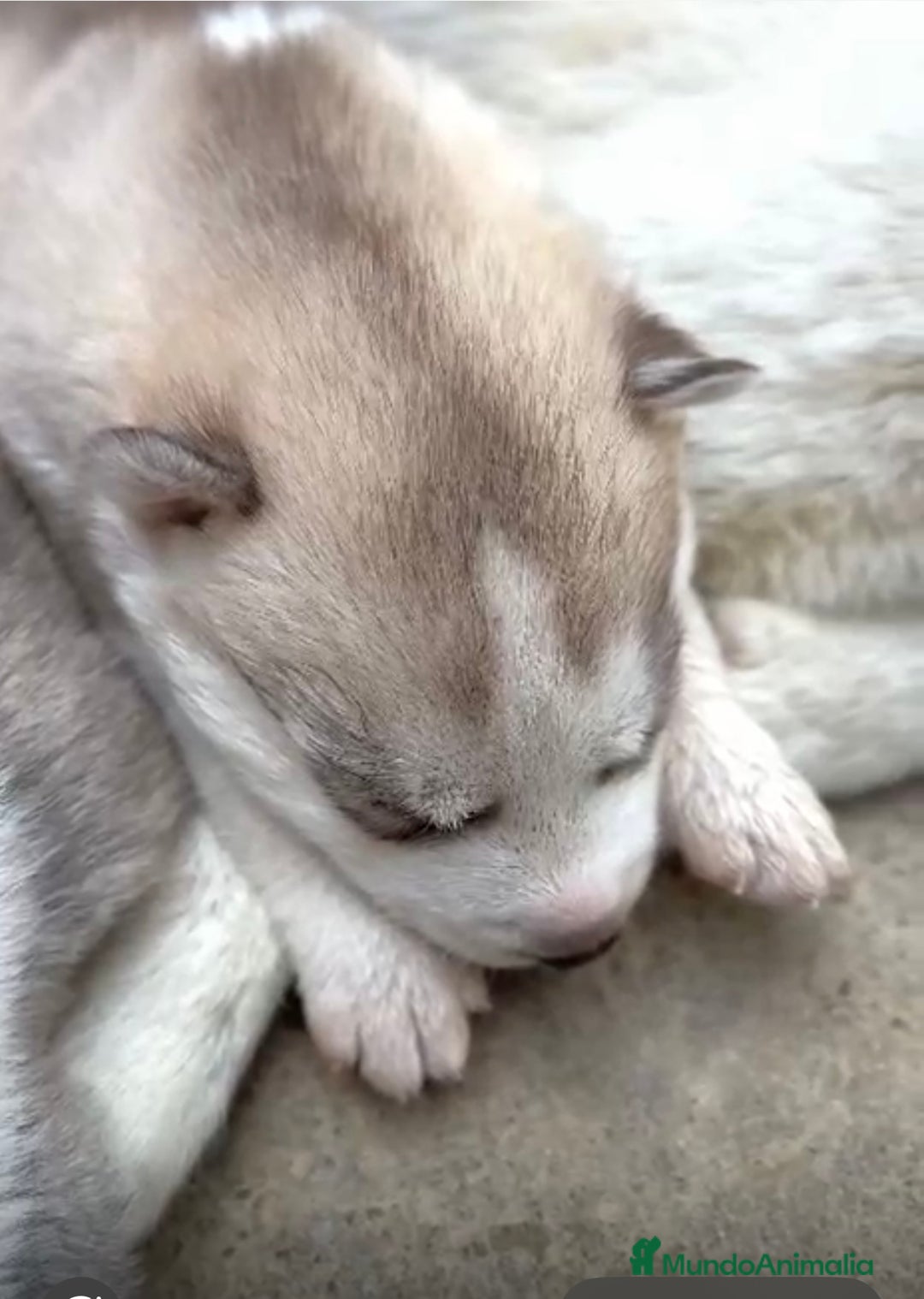 Husky Siberiano perros en venta: HUSKY  - Imagen 4