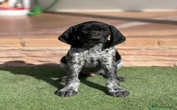 Braco Alemán de Pelo Corto perros en venta: Bracos alemanes - Imagen 4