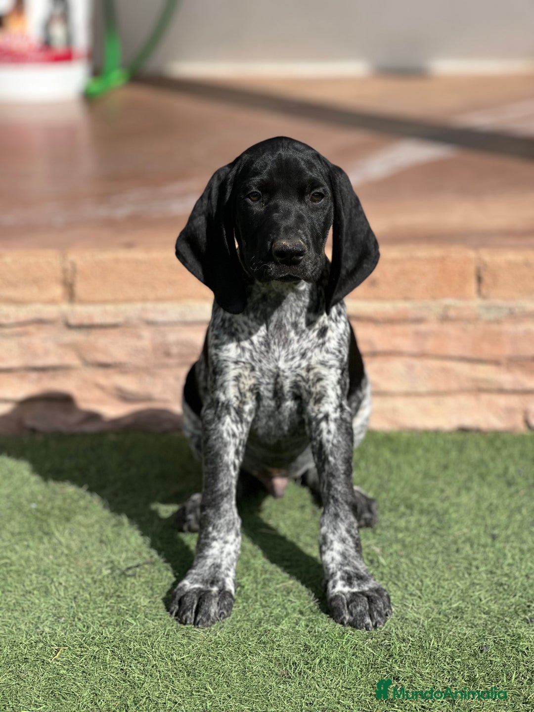 Braco Alemán de Pelo Corto perros en venta: Bracos alemanes - Imagen 4