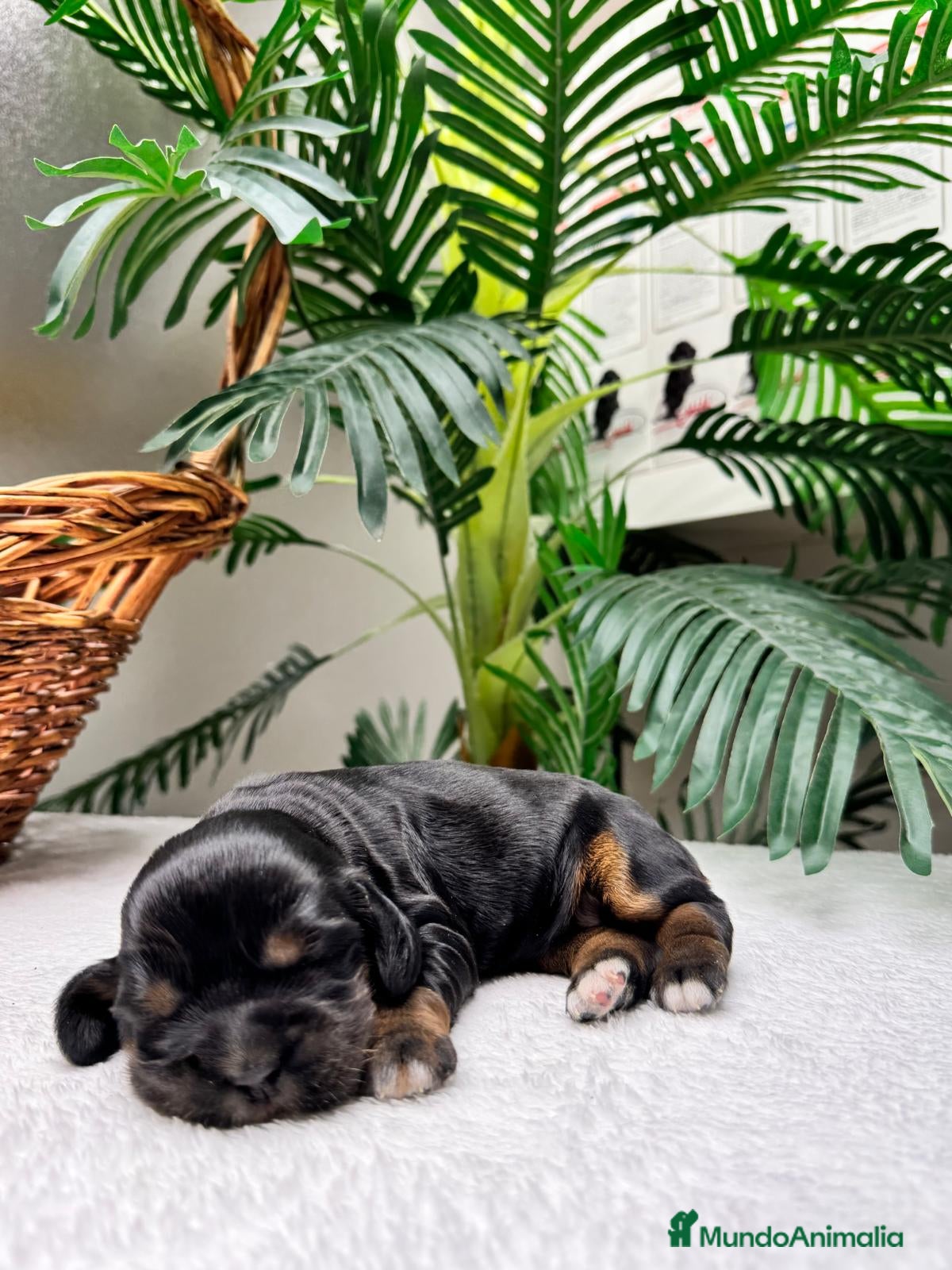 Cocker Spaniel Inglés perros COCKER SPANIEL INGLES - Anuncio 2