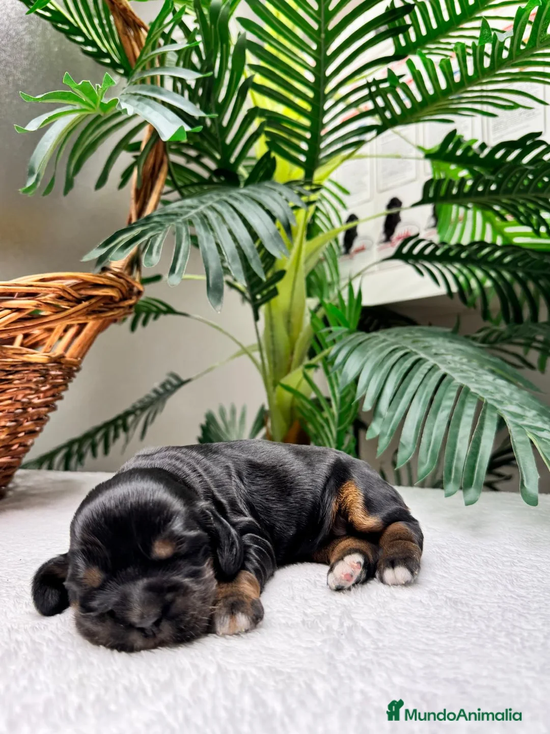 Cocker Spaniel Inglés perros en venta: COCKER SPANIEL INGLES - Anuncio 1