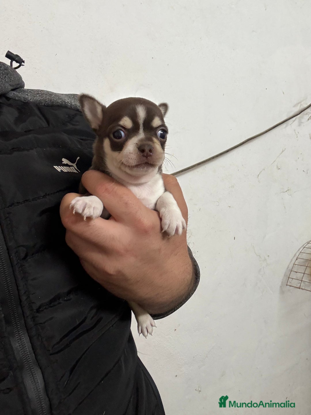 Chihuahua perros en venta: Hembrita chihuahua cabeza de manzana  - Anuncio 1