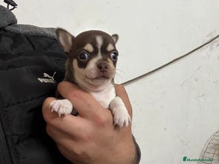 Chihuahua perros Hembrita chihuahua cabeza de manzana - Anuncio 1
