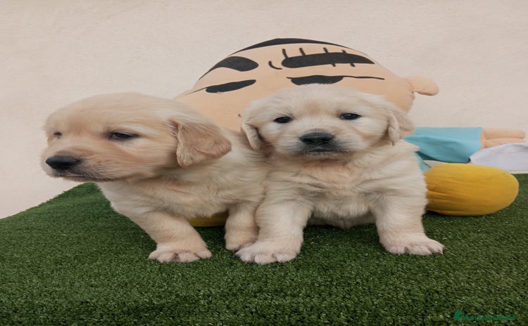 Golden Retriever perros - Anuncio 1