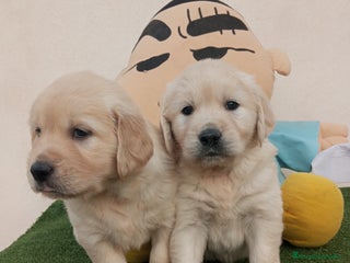 Golden Retriever perros - Anuncio 5
