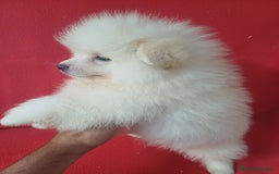 Pomerania perros en venta: Pomerania Standar  - Imagen 2