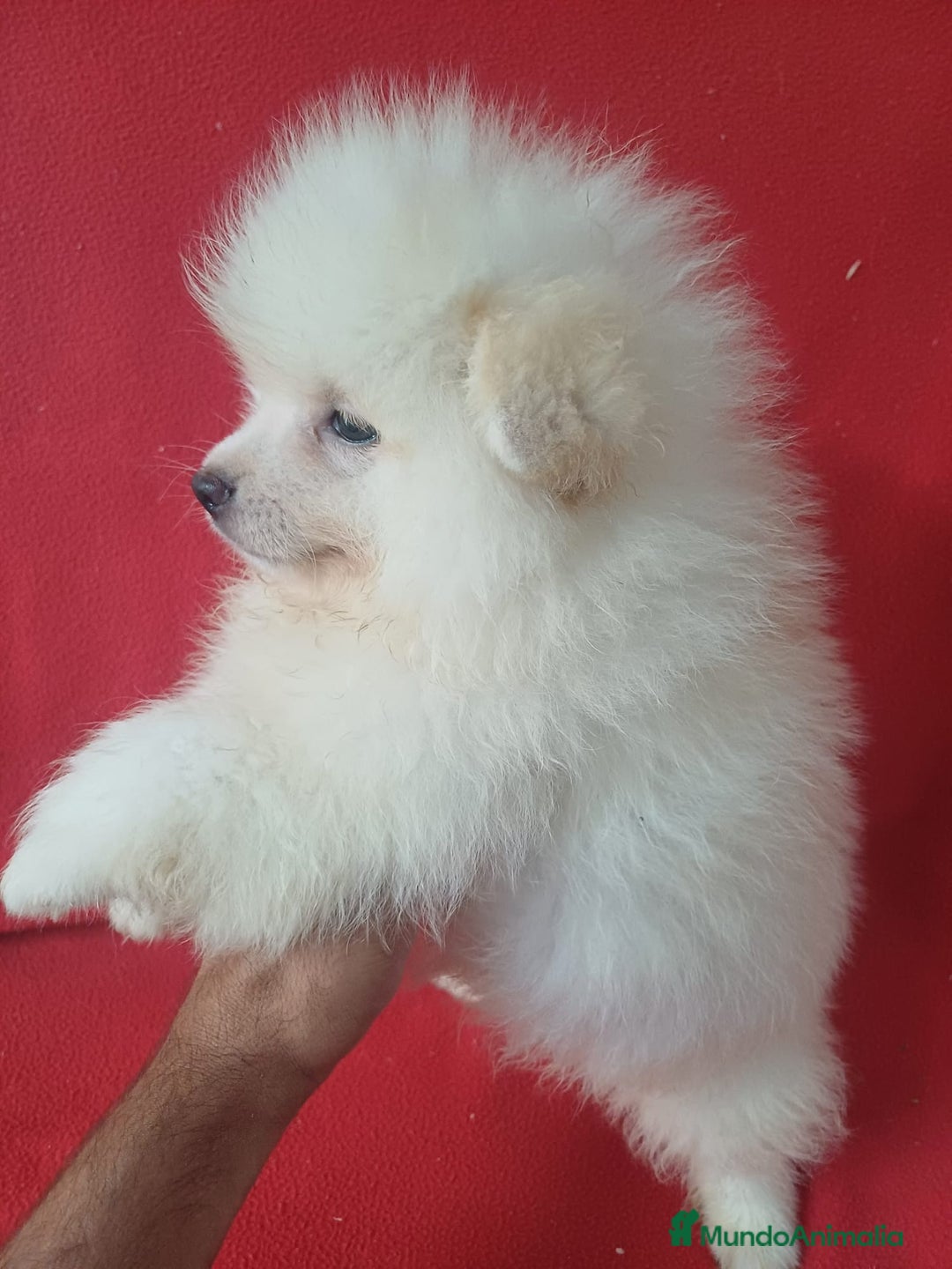 Pomerania perros en venta: Pomerania Standar  - Imagen 2
