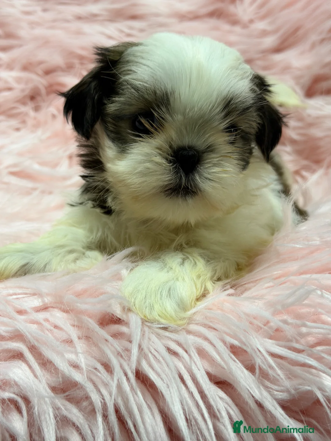 Shih Tzu perros en venta: Shih Tzu hembra  - Anuncio 2