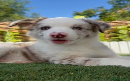 Border Collie perros en venta: BORDER COLLIE CHOCOMERLE - Imagen 13
