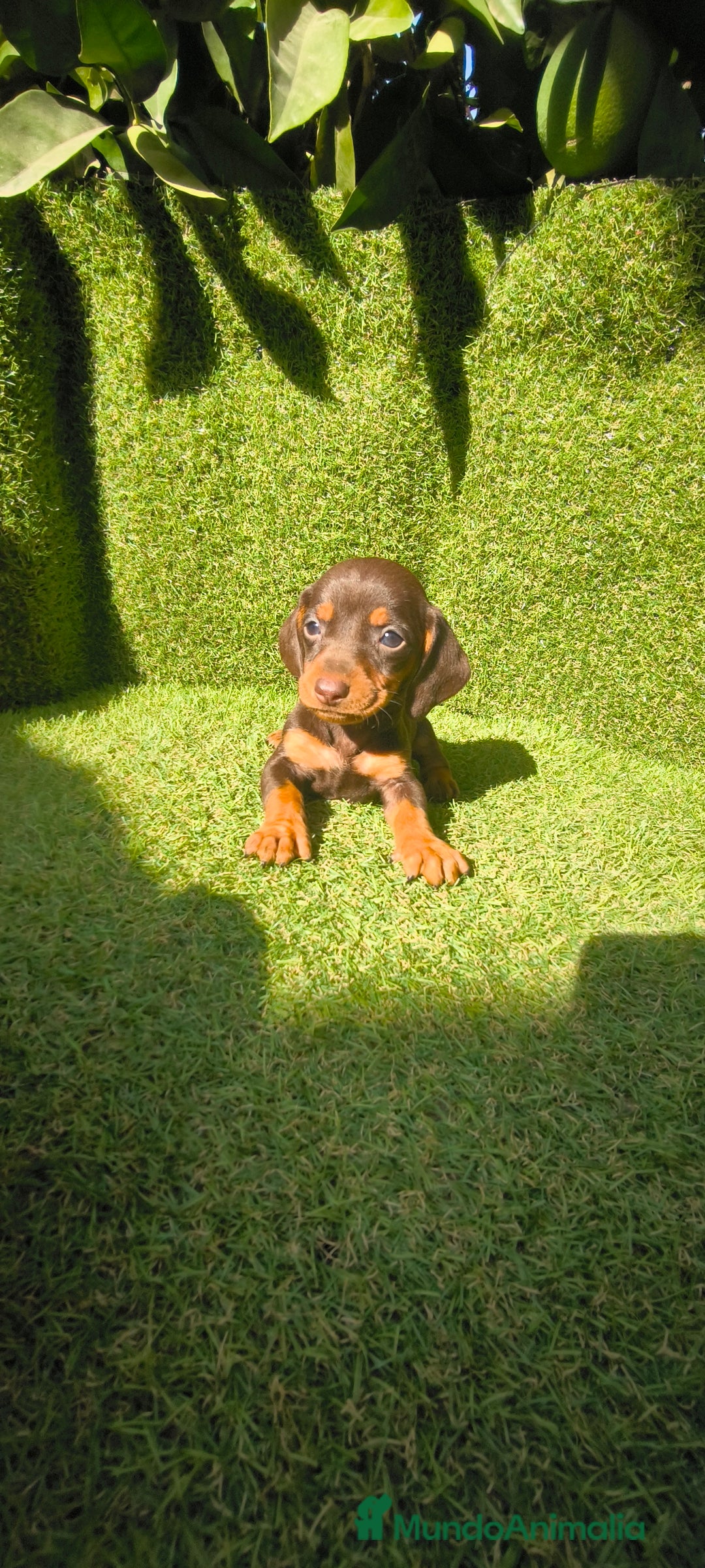Teckel Miniatura perros en venta: camada teckel canichen muy pequeños  - Imagen 7