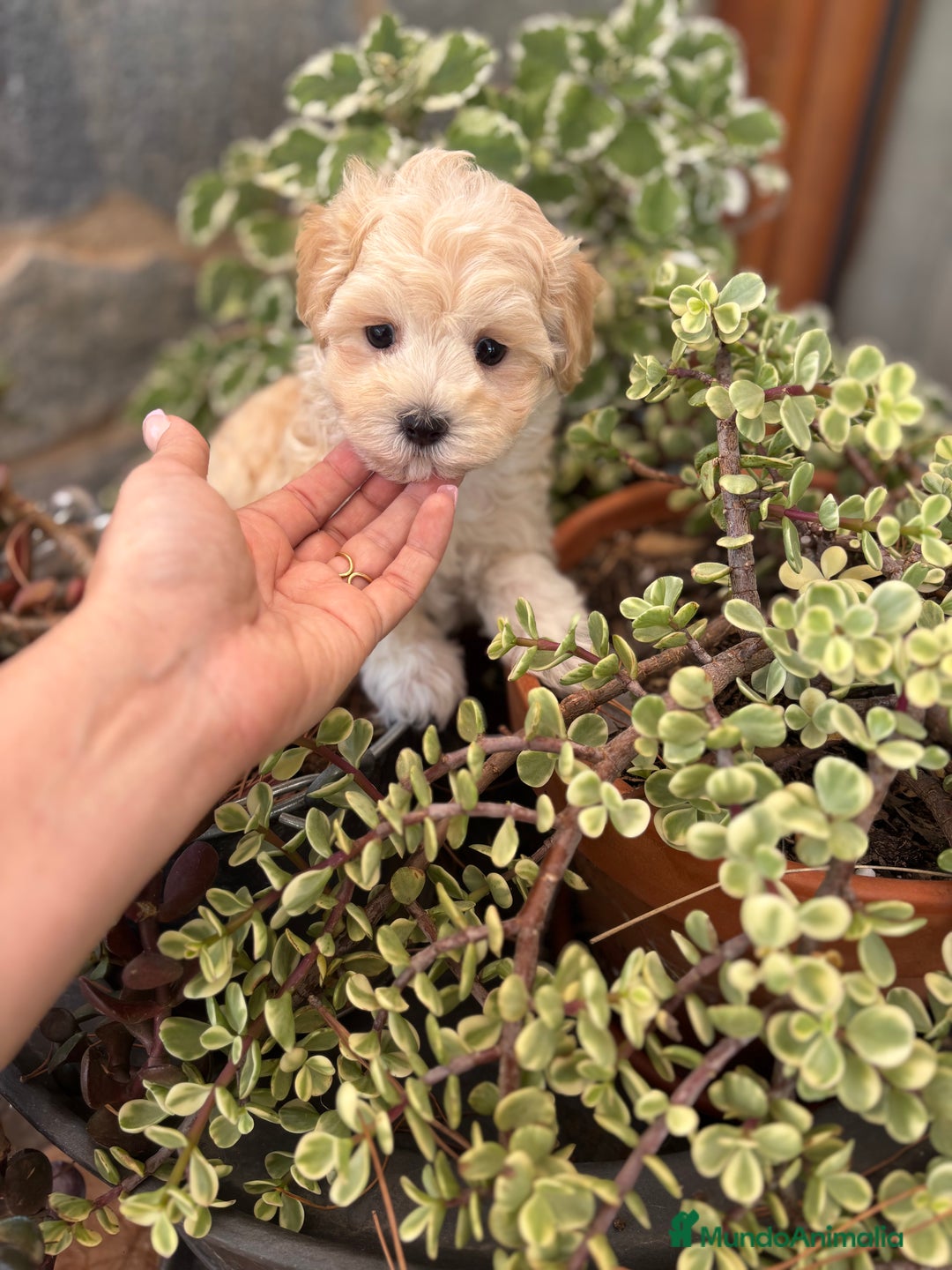 Maltipoo perros en venta: Maltipoo disponible !!! - Imagen 2