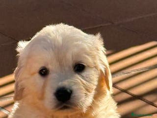 Golden Retriever perros Hembra de golden retriever - Anuncio 1