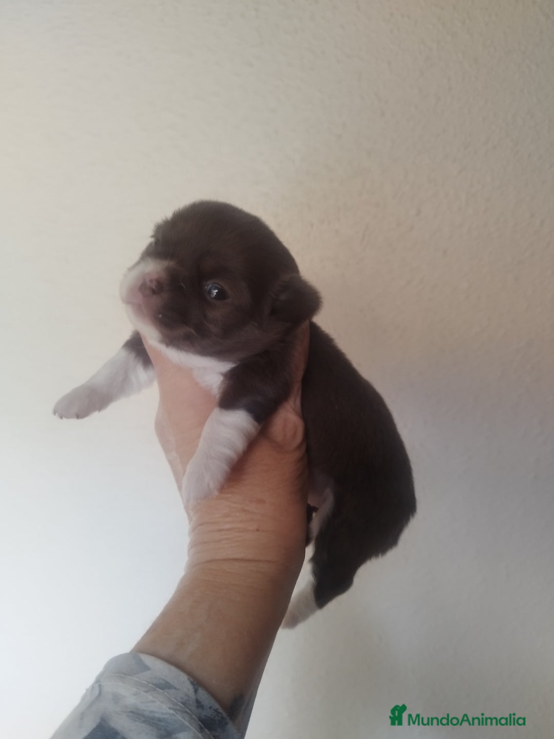 Chihuahua perros en venta: CHIHUAHUA TOY HEMBRA EXCLUSIVA - Anuncio 2