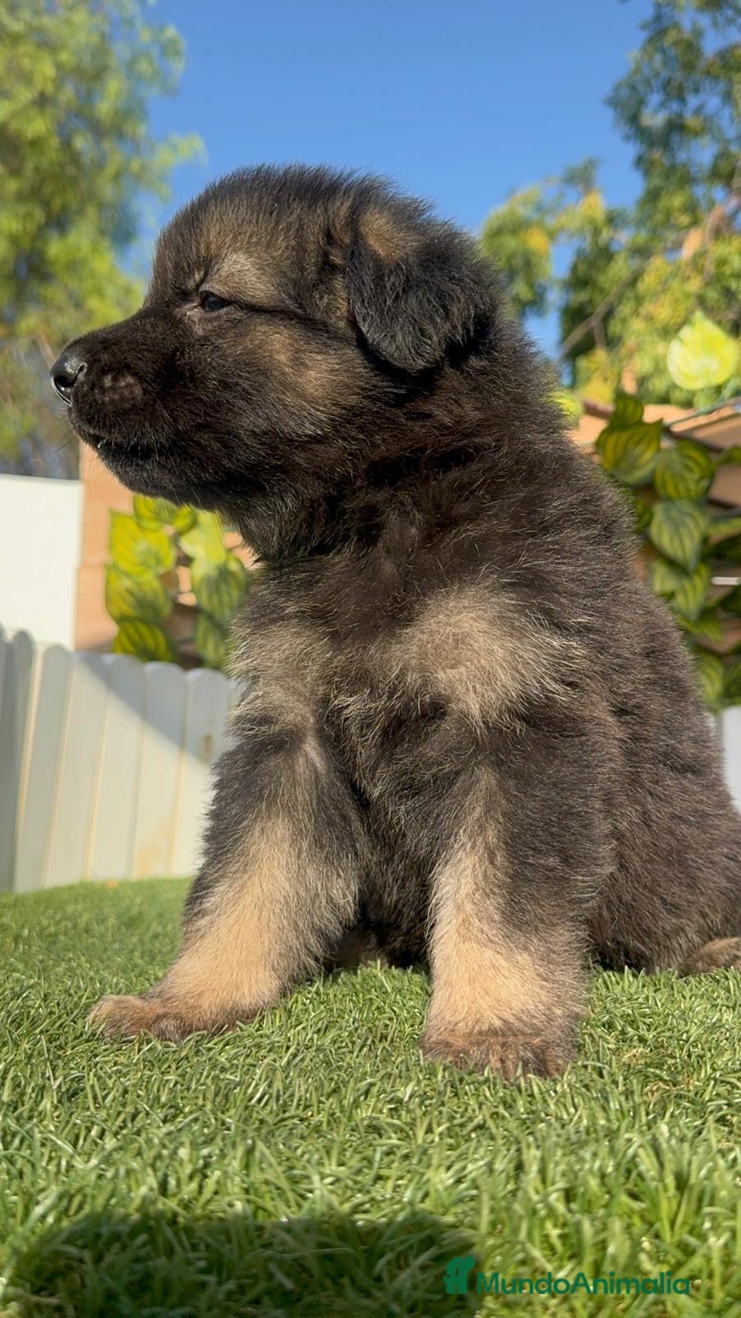 Pastor Alemán perros en venta: PASTOR ALEMÁN MACHO - Imagen 11