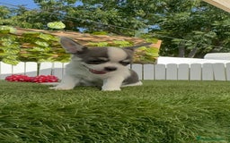 Chihuahua perros en venta: CHIHUAHUA MACHO TRICOLOR - Imagen 8