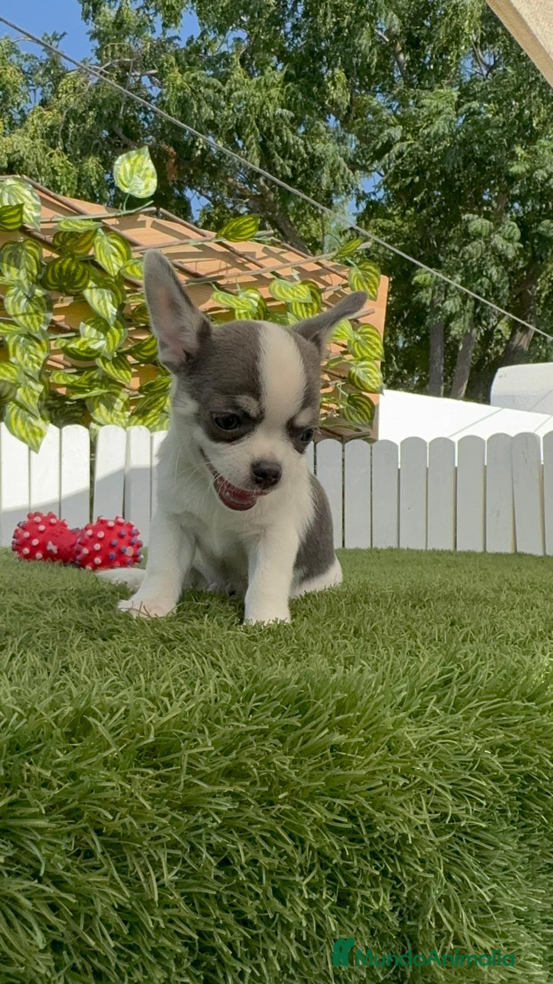 Chihuahua perros en venta: CHIHUAHUA MACHO TRICOLOR - Imagen 8