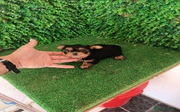 Yorkshire Terrier perros en venta: 🐾✨ Mini Yorkshire Toy Macho – ¡De Bolsillo! ✨🐾 - Imagen 4