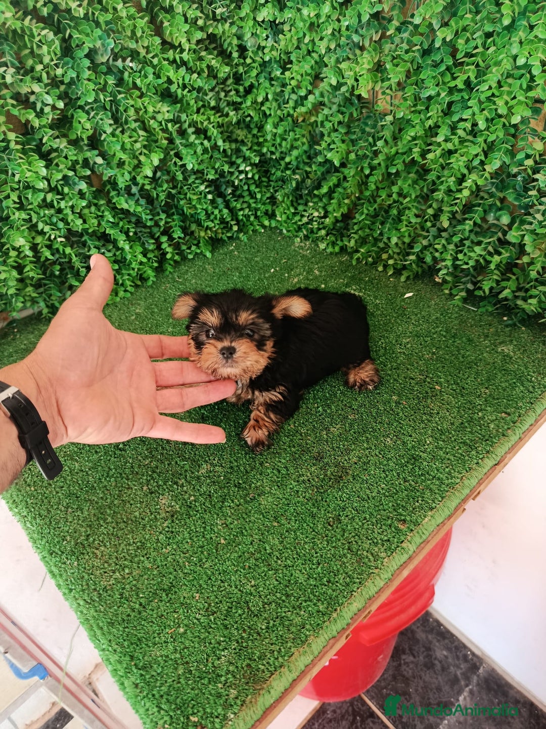 Yorkshire Terrier perros en venta: 🐾✨ Mini Yorkshire Toy Macho – ¡De Bolsillo! ✨🐾 - Imagen 4