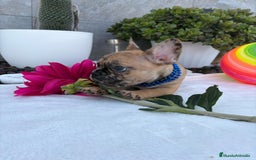 Bulldog Francés perros en venta: Bulldog francés  - Imagen 1