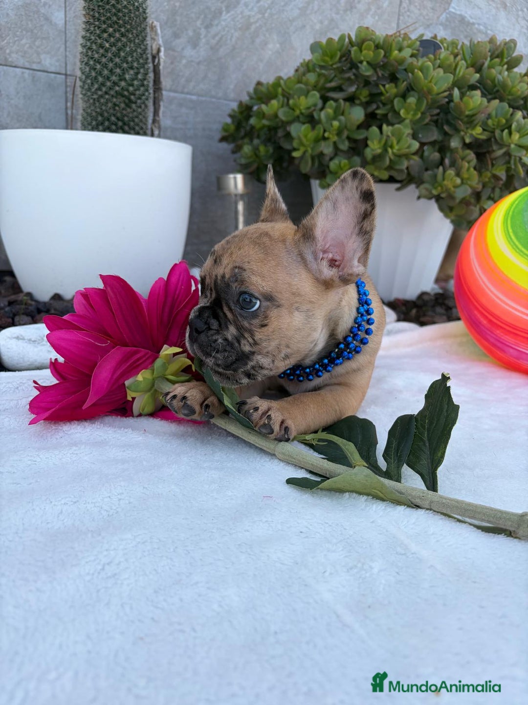 Bulldog Francés perros en venta: Bulldog francés  - Imagen 1