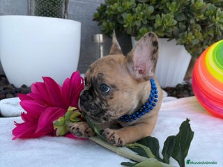 Bulldog Francés perros - Anuncio 6