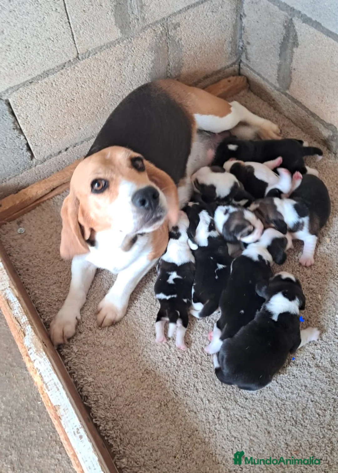 Beagle perros en venta: Bebés Beagles (machos) - Anuncio 1
