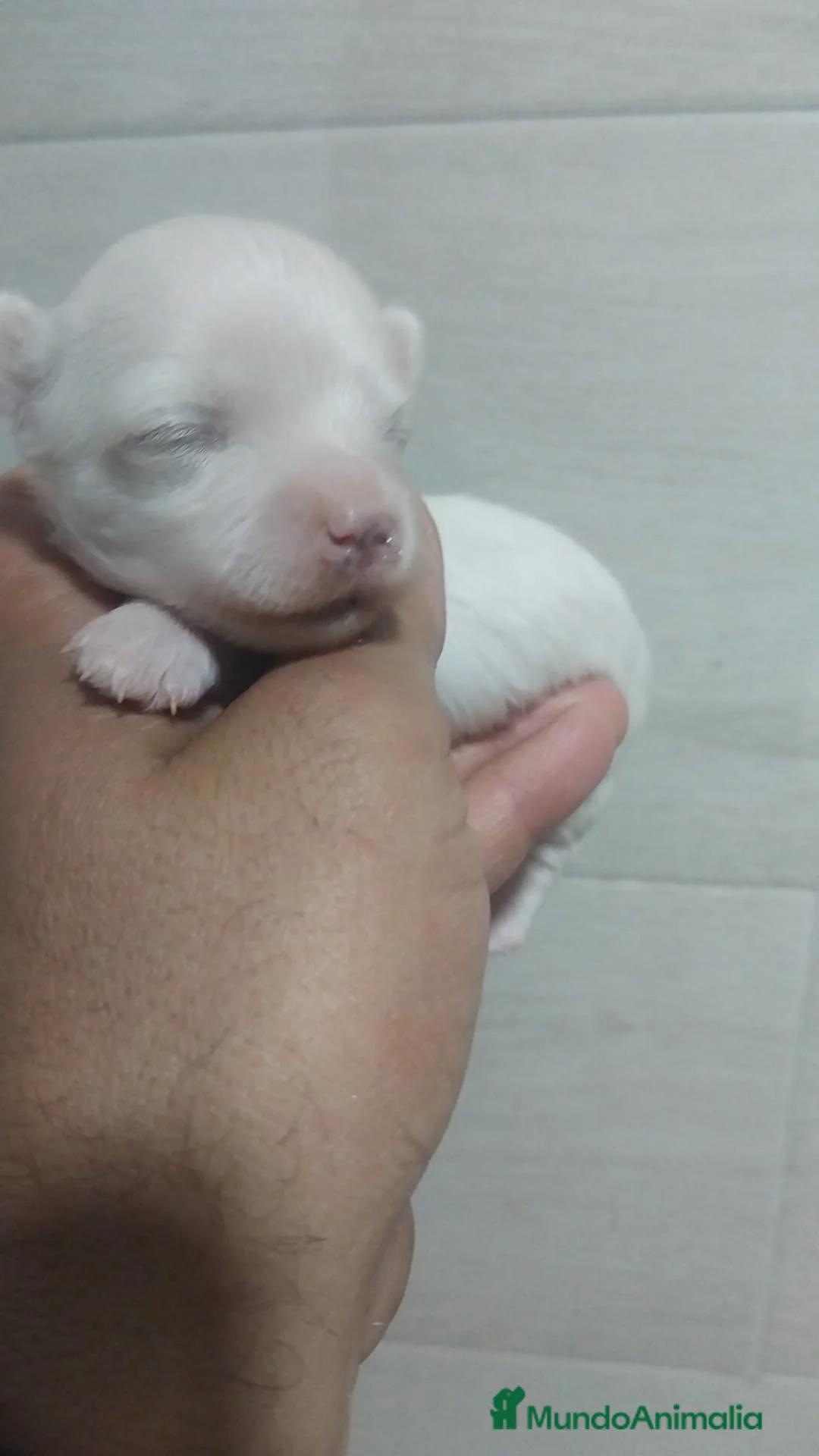 Bichón Maltés perros en venta: Hembras bichon maltés toy línea koreana  - Anuncio 2