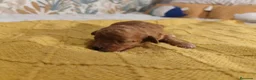 Caniche Toy perros en venta: Caniches PraoToro  en Zaragoza - Anuncio 4