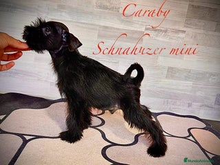 Schnauzer Miniatura perros en Alicante - Anuncio 12