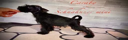Schnauzer Miniatura perros en venta: Caraby Schnahuzer miniatura  en Alicante - Anuncio 4