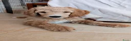 Caniche Gigante perros en venta: Caniche gigante - Anuncio 2