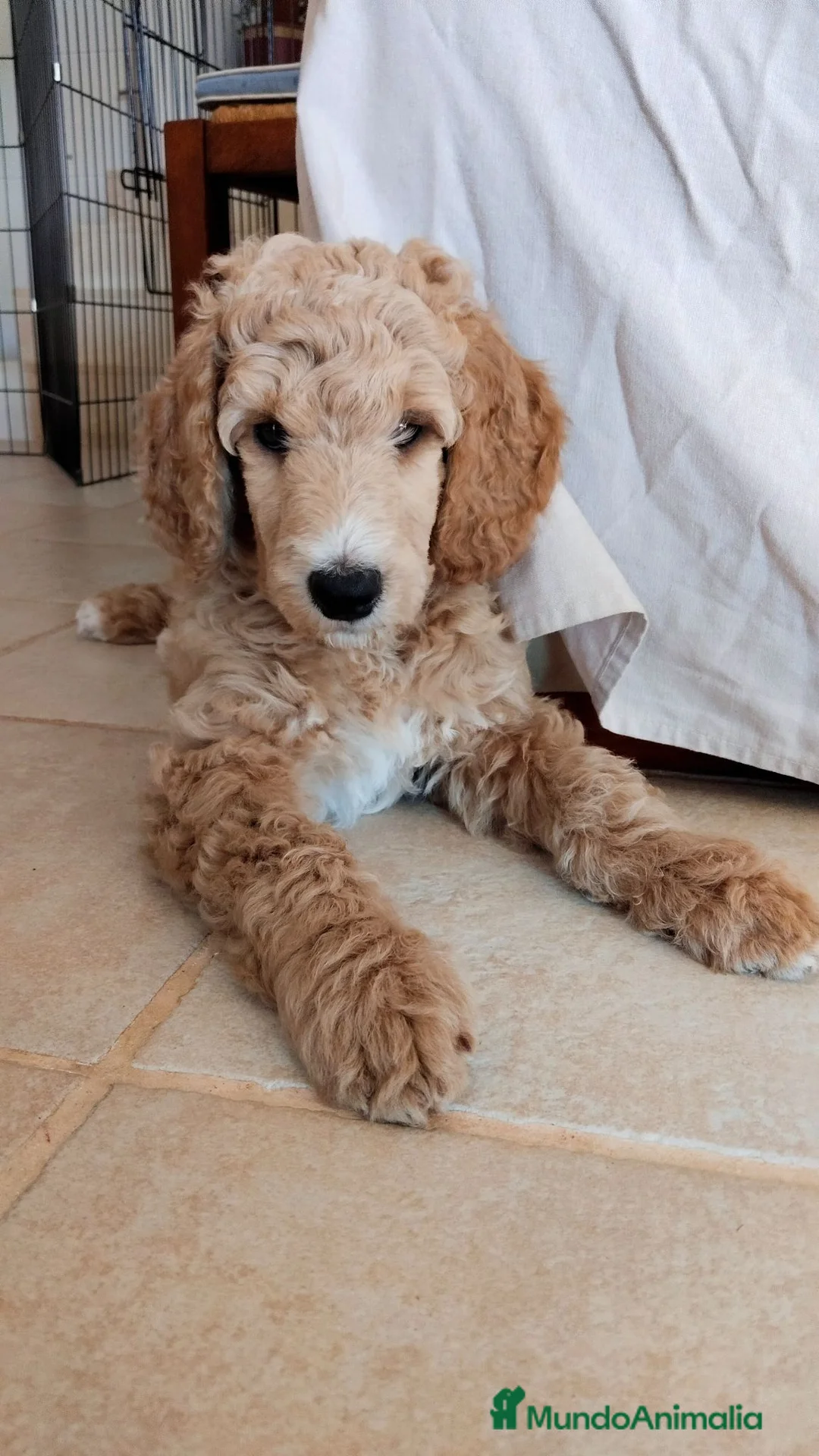 Caniche Gigante perros en venta: Caniche gigante - Anuncio 2