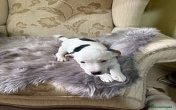 Jack Russell Terrier perros en venta: Cachorros de Jack Russell  - Imagen 39