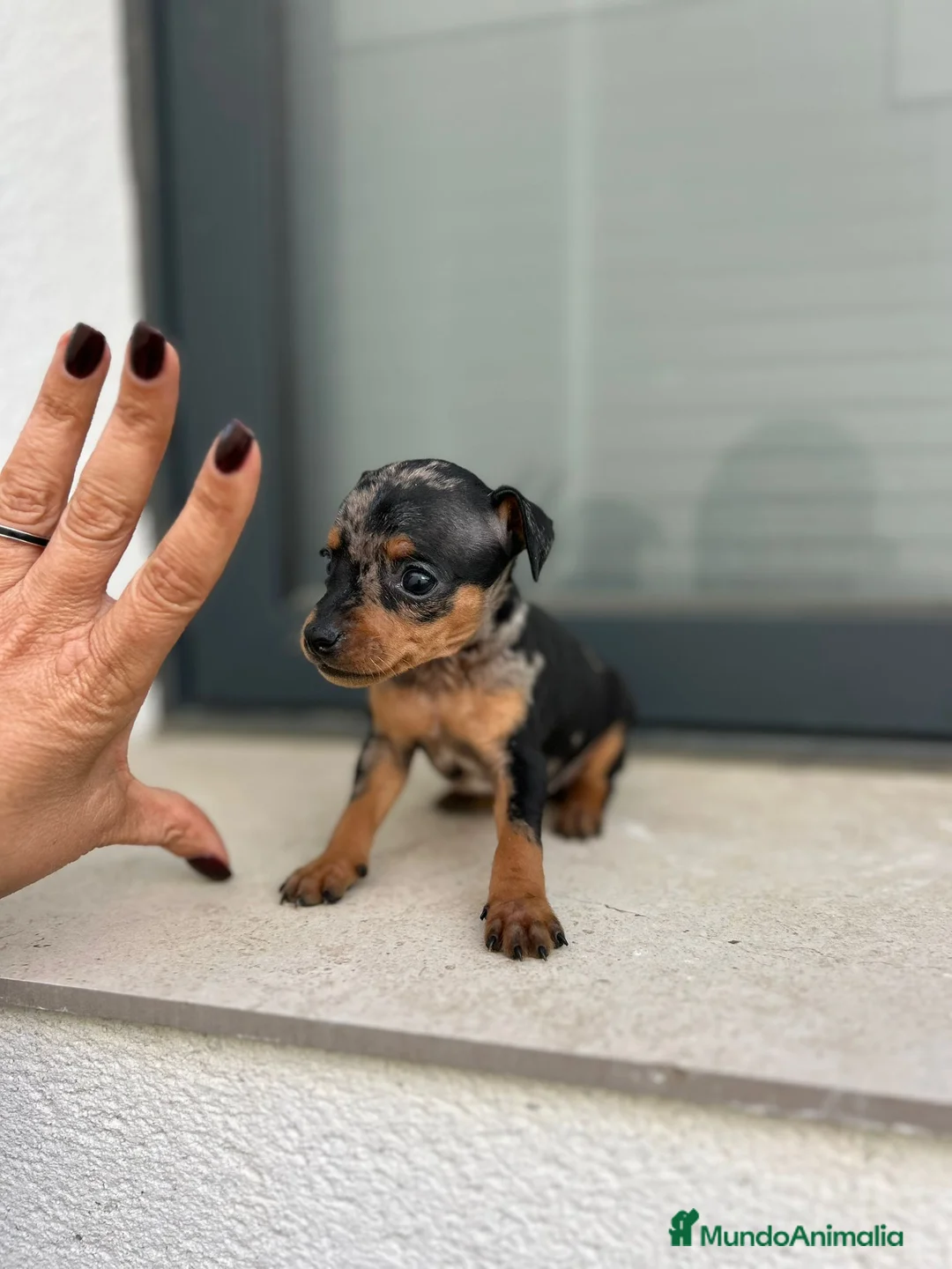 Ratón de Praga perros en venta: Ratón de praga  - Anuncio 1