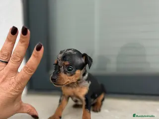 Ratón de Praga perros Ratón de praga - Anuncio 1