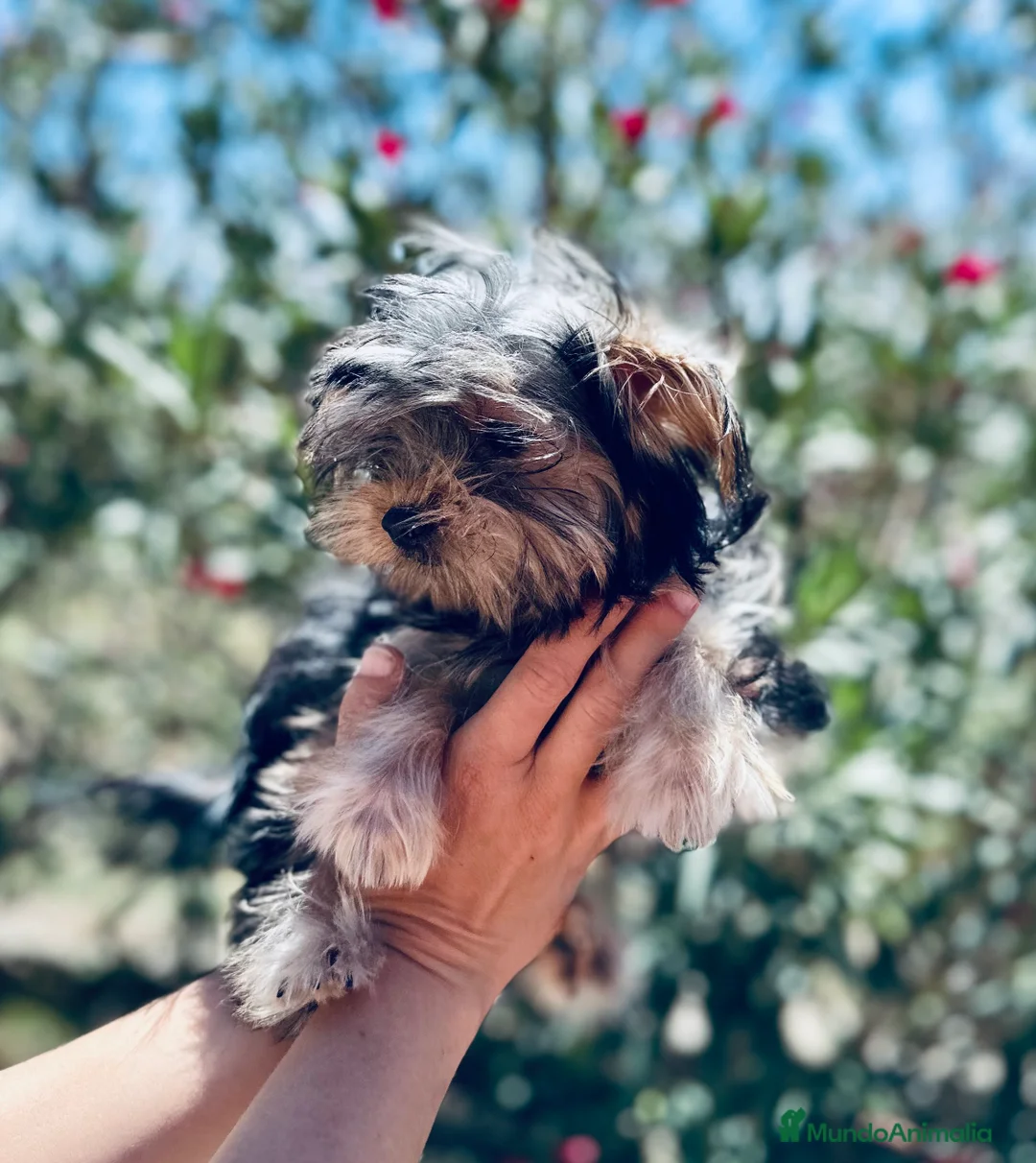 Yorkshire Terrier perros en venta: YORKSHIRE TOY HEMBRITA  - Anuncio 7