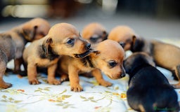 Teckel Miniatura perros en venta: TECKEL HUELVA  - Imagen 1