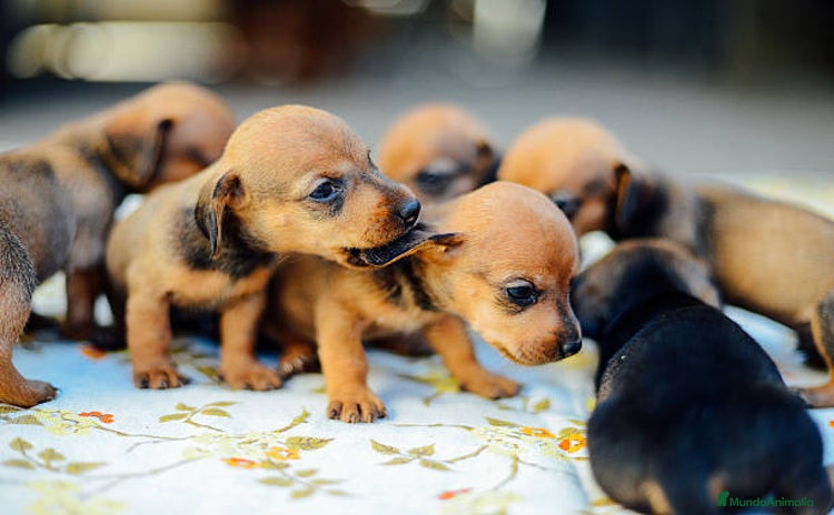 Teckel Miniatura perros - Anuncio 11