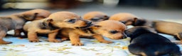 Teckel Miniatura perros en venta: TECKEL HUELVA  - Anuncio 1