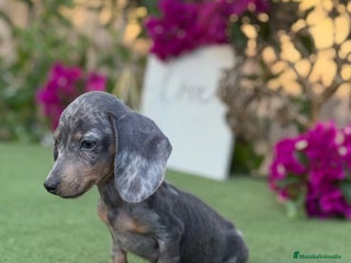 Teckel Miniatura perros - Anuncio 2