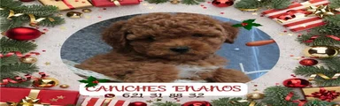 Caniche Toy 6